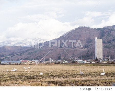【山形線】ハクチョウのいる田園風景を走行する普通列車 134494557