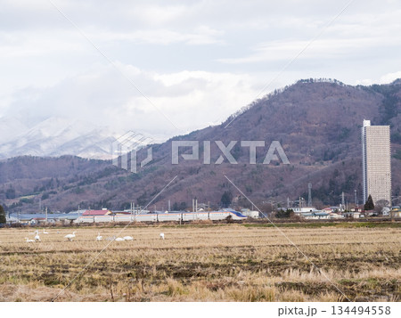 【山形線】ハクチョウのいる田園風景を走行する新幹線つばさ号 134494558