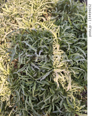 Green foliage plants growing in bright sunlight 134494652