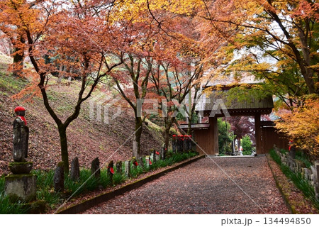 佐野市　金蔵院参道の紅葉と山門 134494850