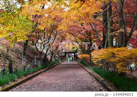 佐野市　金蔵院参道の紅葉と山門 134494851