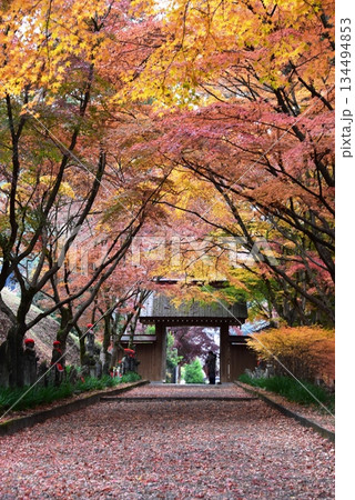 佐野市 金蔵院参道の紅葉と山門 佐野市 金蔵院参道の紅葉と山門 134494853