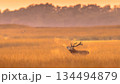Red Deer stag bellowing in golden misty grass during rutting season at De Hoge Veluwe National Park Netherlands with visible breath steam and large antlers in sunrise light. 134494879
