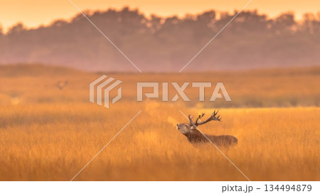 Red Deer stag bellowing in golden misty grass during rutting season at De Hoge Veluwe National Park Netherlands with visible breath steam and large antlers in sunrise light. Red Deer stag bellowing in golden misty grass during rutting season at De Hoge Veluwe National Park Netherlands with visible breath steam and large antlers in sunrise light. 134494879