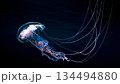 Bioluminescent style purple jellyfish swimming in dark Pacific Ocean waters off Guerrero Mexico featuring long trailing tentacles and translucent bell, underwater marine wildlife closeup. 134494880