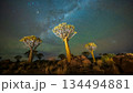 Quiver Tree Forest night landscape under Milky Way stars in Keetmanshoop Namibia, illuminated Kokerboom trees with galactic core and green airglow over rocky desert terrain. 134494881