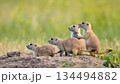 Group of Black-tailed prairie dogs standing alert on burrow mound in Badlands National Park South Dakota, four cute rodents looking left with green grass background at Roberts Prairie Dog Town. 134494882