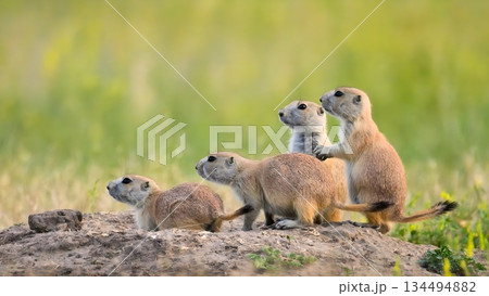 Group of Black-tailed prairie dogs standing alert on burrow mound in Badlands National Park South Dakota, four cute rodents looking left with green grass background at Roberts Prairie Dog Town. 134494882