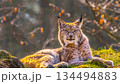 Eurasian Lynx portrait resting on mossy rocks in Siberian forest Russia majestic wild cat with tufted ears looking at camera during golden hour sunset with backlit glowing fur. 134494883