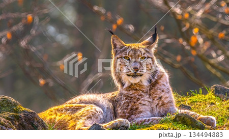 Eurasian Lynx portrait resting on mossy rocks in Siberian forest Russia majestic wild cat with tufted ears looking at camera during golden hour sunset with backlit glowing fur. 134494883