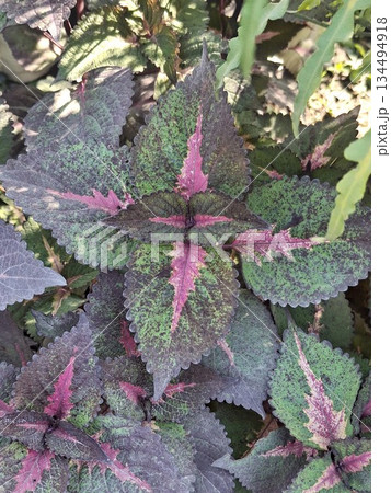 Coleus plant growing with variegated pink purple green leaves Coleus plant growing with variegated pink purple green leaves 134494918