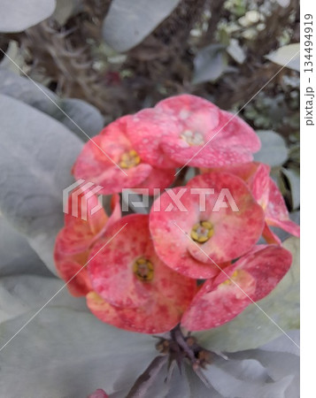 Crown of thorns plant showing vibrant pink flowers 134494919