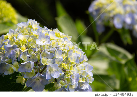旧芝離宮恩賜庭園の紫陽花(ホンアジサイ) 初夏のやわらかな青と黄緑 134494935
