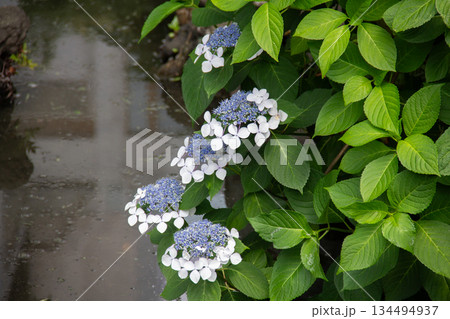 旧芝離宮恩賜庭園初夏の水辺に咲く紫陽花(6月) 134494937
