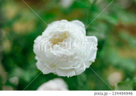 Flower Rose in garden, winter 134494946