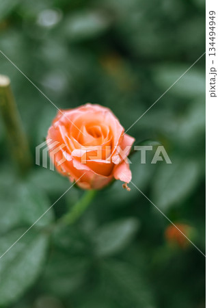 Flower Rose in garden, winter Flower Rose in garden, winter 134494949
