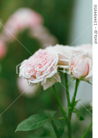 Flower Rose in garden, winter Flower Rose in garden, winter 134494950
