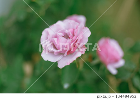 Flower Rose in garden, winter Flower Rose in garden, winter 134494952