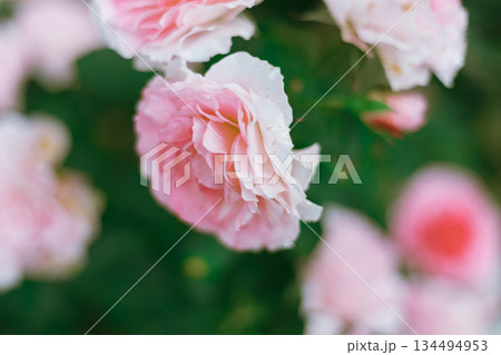 Flower Rose in garden, winter 134494953