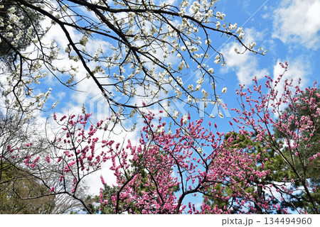 青空に映える桃の花 134494960
