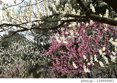 青空に映える桃の花 134494961