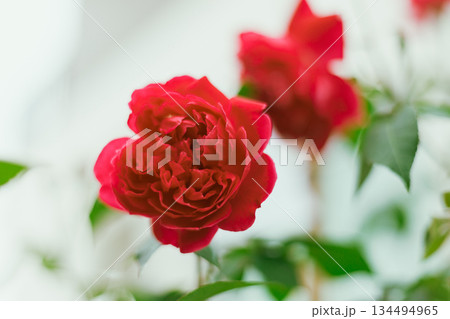 Flower Rose in garden, winter 134494965