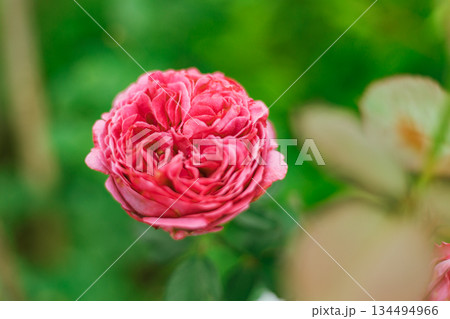 Flower Rose in garden, winter 134494966