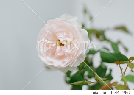 Flower Rose in garden, winter 134494967