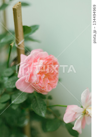 Flower Rose in garden, winter 134494969