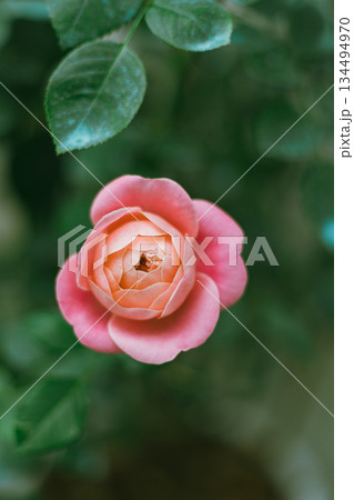 Flower Rose in garden, winter Flower Rose in garden, winter 134494970
