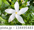 white flowers blooming in the garden 134495483