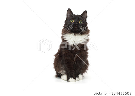 Portrait of a beautiful black teenage kitten 134495503