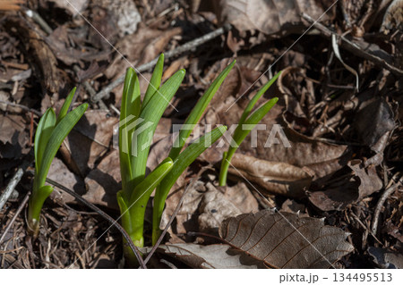 早春の息吹き・甘草の新芽・忍野村 134495513