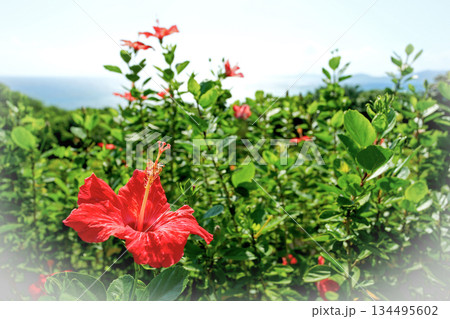 沖縄　赤いハイビスカスの花(プロミスト) 134495602
