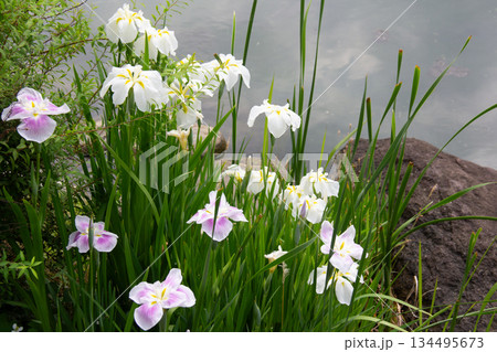 旧芝離宮恩賜庭園。6月に咲く白と淡紫の花菖蒲が彩る池畔の風景 旧芝離宮恩賜庭園。6月に咲く白と淡紫の花菖蒲が彩る池畔の風景 134495673