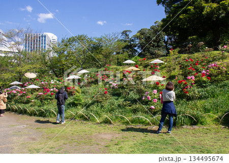 旧芝離宮恩賜庭園。和傘に彩られた4月の牡丹園と春の庭園風景 134495674