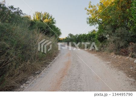 Dusty dirt road cutting through sun-drenched olive groves in a Mediterranean summer 134495790