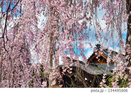 京都　法金剛院　美しい桜（京都府京都市右京区） 134495806