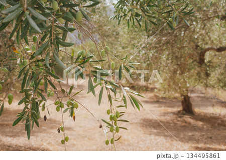 Branch of olive tree with small green olives in rays of Greek sun. 134495861
