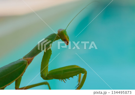 Green European mantis against the background of a swimming pool and blue water Green European mantis against the background of a swimming pool and blue water 134495873