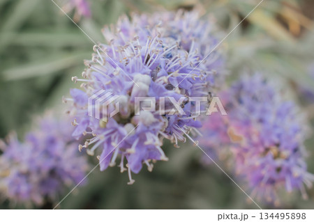 Close-up macro shot of vibrant lavender-purple flower spikes with thin white filaments (possibly Vitex agnus-castus or Speedwell). Soft bokeh background highlights texture and natural beauty 134495898
