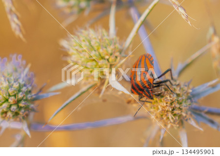 Vibrant red-orange trumpet vine flower campsis radicans with stamen detail, and an orange striped bug graphosoma lineatum resting on a thistle plant 134495901