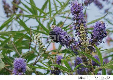 Black Carpenter Bee gathering nectar from lavender-purple Vitex flowers 134495912