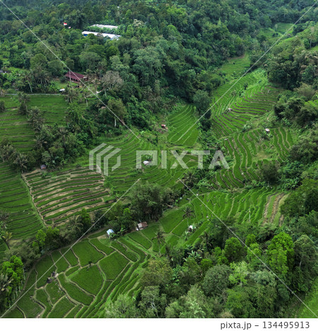 Landscaped Terraces Built To Facilitate Rice Growing And Water Management Landscaped Terraces Built To Facilitate Rice Growing And Water Management 134495913