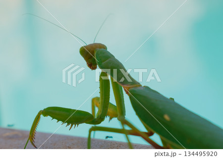 Green European mantis against the background of a swimming pool and blue water Green European mantis against the background of a swimming pool and blue water 134495920