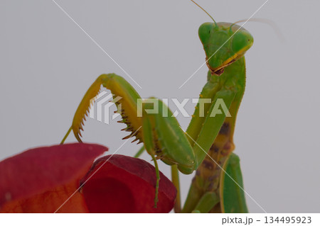 Green European mantis posing and smiling against the background of a red flower 134495923