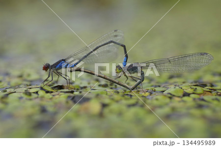 Small red-eyed damselflies or Small redeye, Erythromma viridulum, mating on a duckweed, water river 134495989