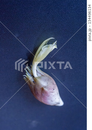 食用にされる花穂から顔を出した茗荷の花 食用にされる花穂から顔を出した茗荷の花 134496134