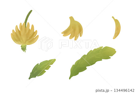 Set elements: bananas on a branch, banana, palm leaves. Cartoon illustration in a flat style. Watercolor, pastel. For design of children's products 134496142