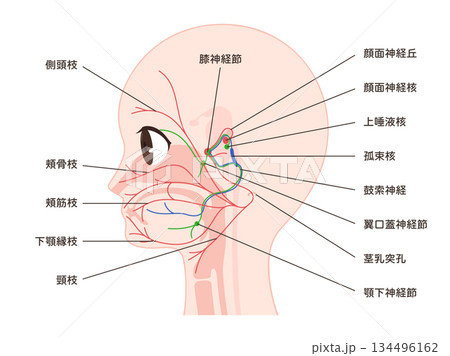 顔面神経の走行と名称のイラスト 134496162